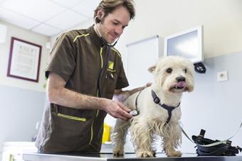 Consultation de médecine interne