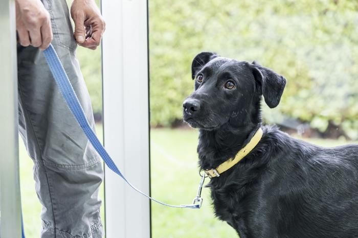 Animaux hospitalisés