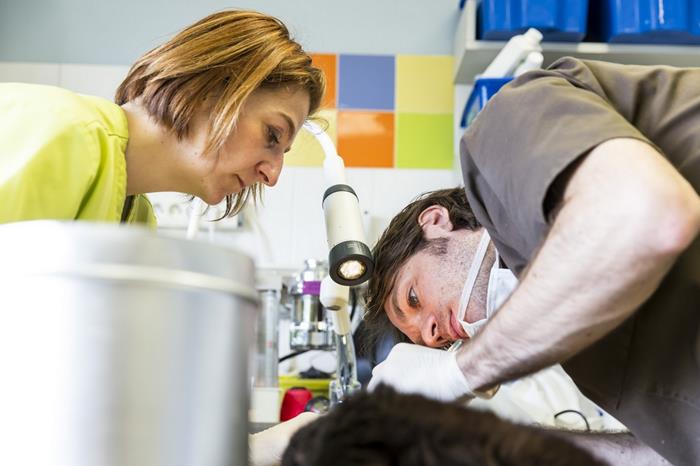 Consultation de dentisterie, cliniques vétérinaire de l'Arche